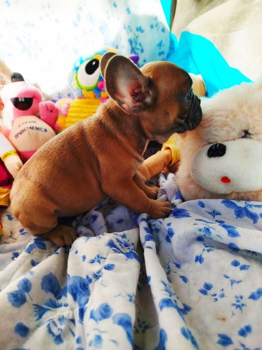 Щенки французского бульдога