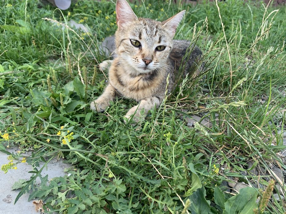 Отдам в хорошие руки стерилизованную кошку с котёнком