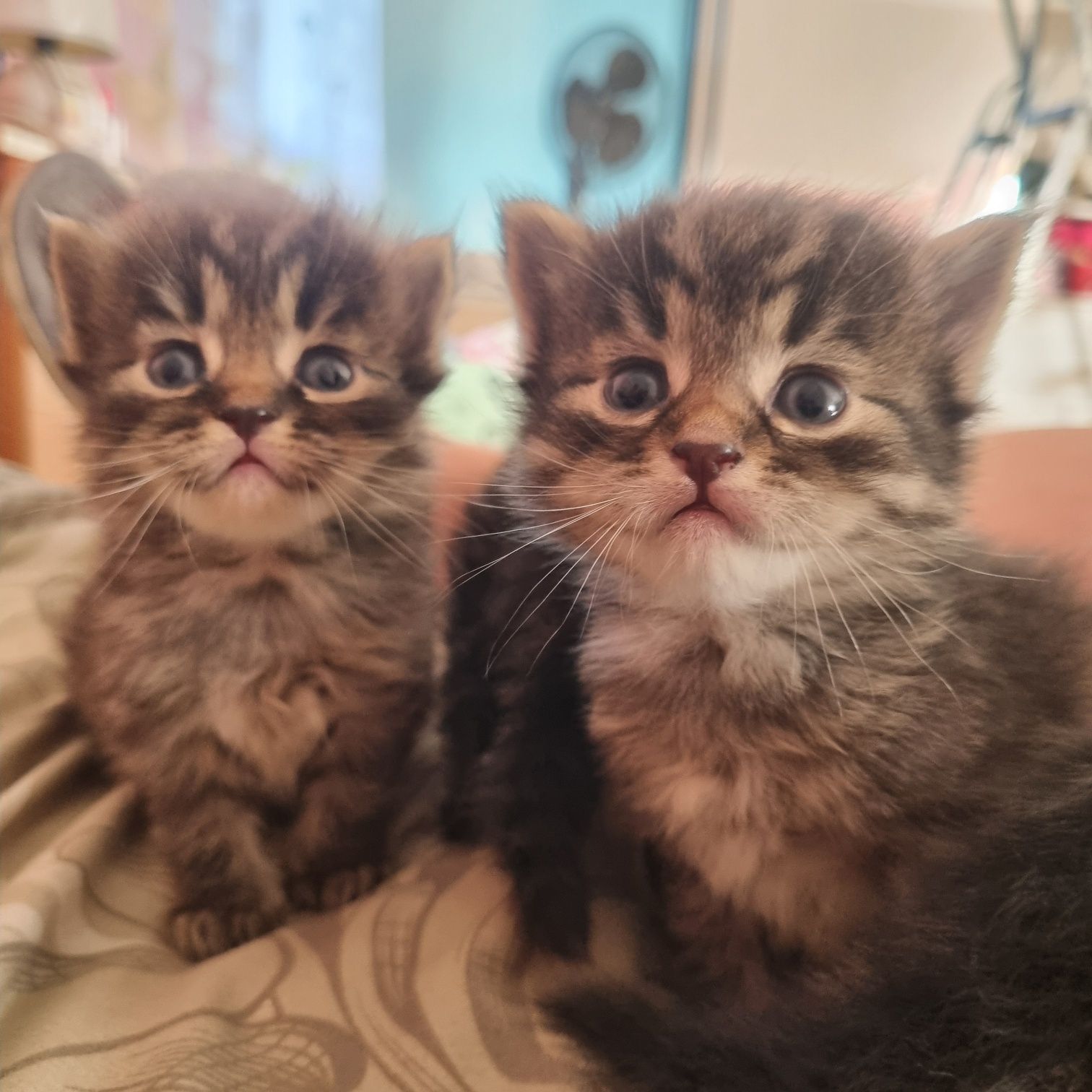 Віддамо чудових кошенят