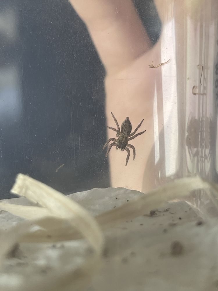 Skakun Plexippus paykulli