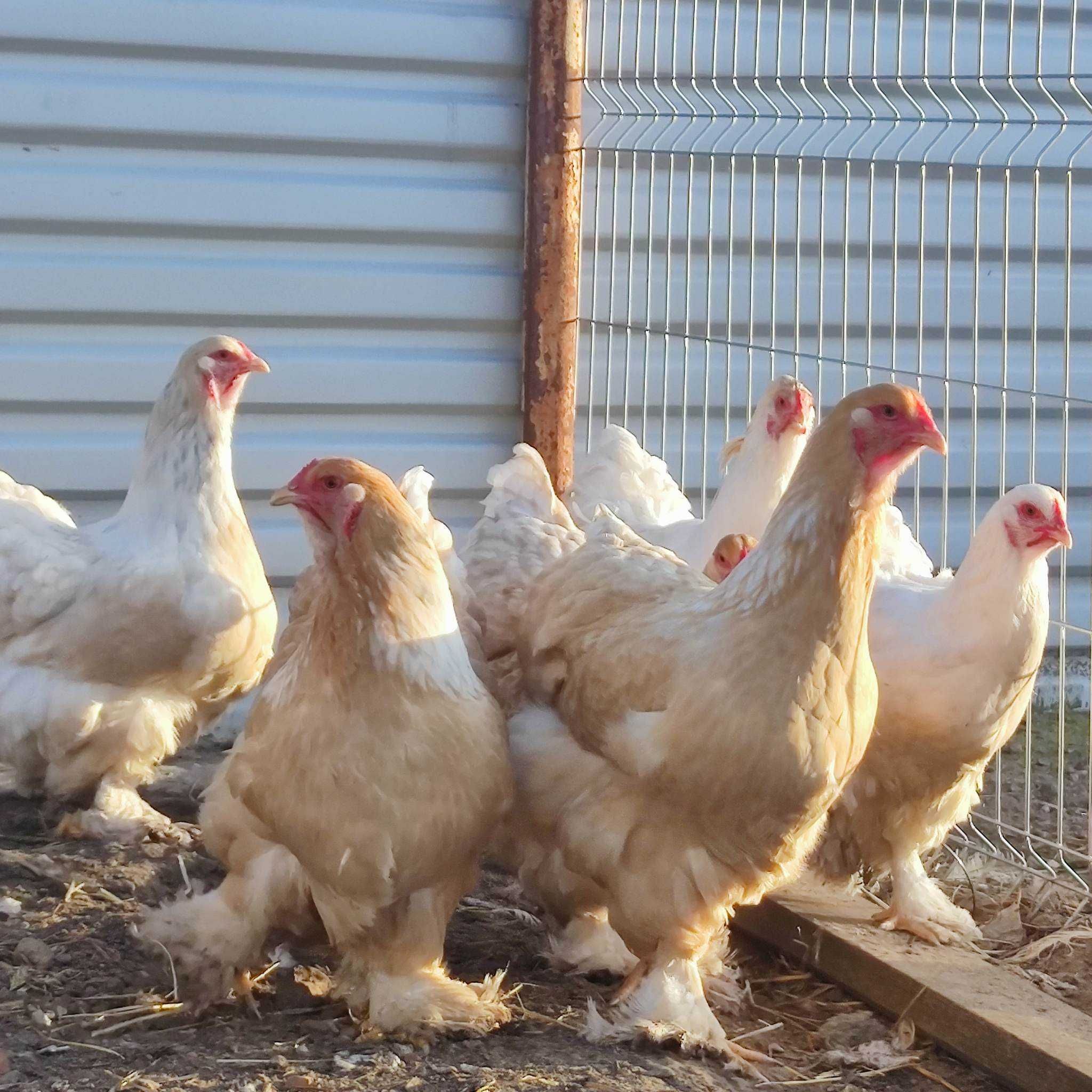 Brahma Olbrzymia  jaja lęgowe mix lemon srebrne kuopatwiane