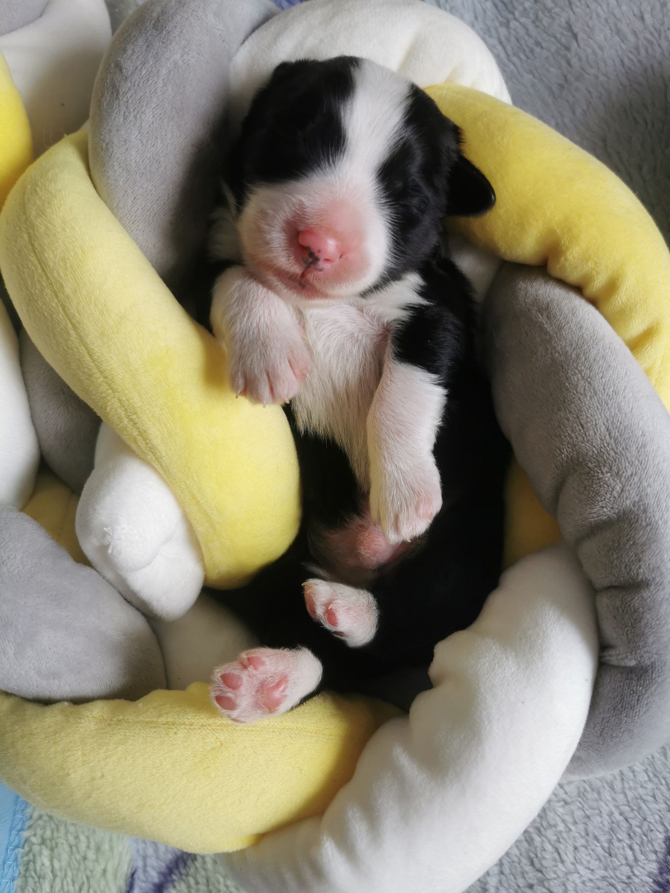 Bearded Collie FCI Zapraszam do rezerwacji kolejnego miotu .