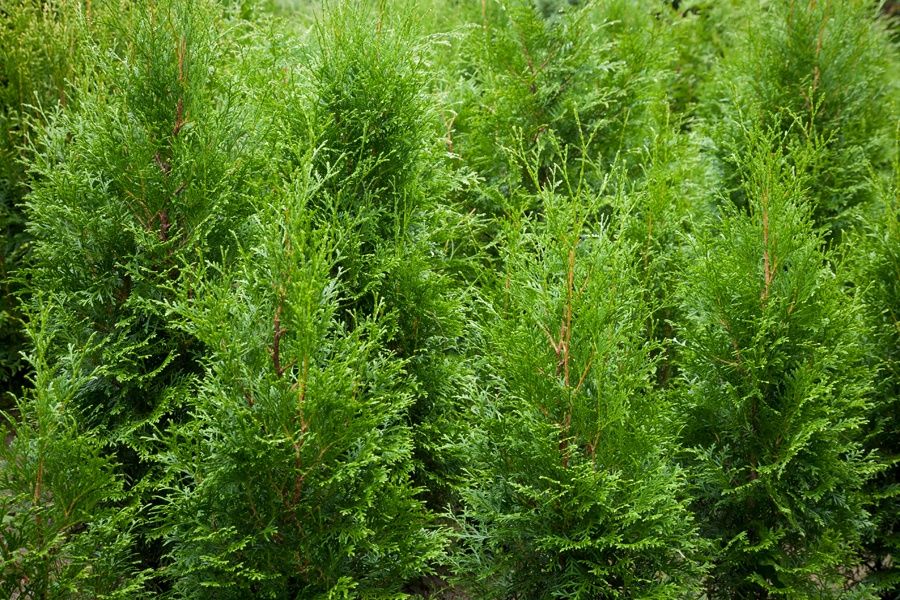 Thuja tuja