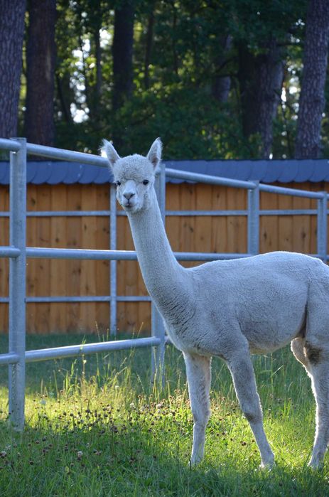 Samiec Alpaki HvA IVAR