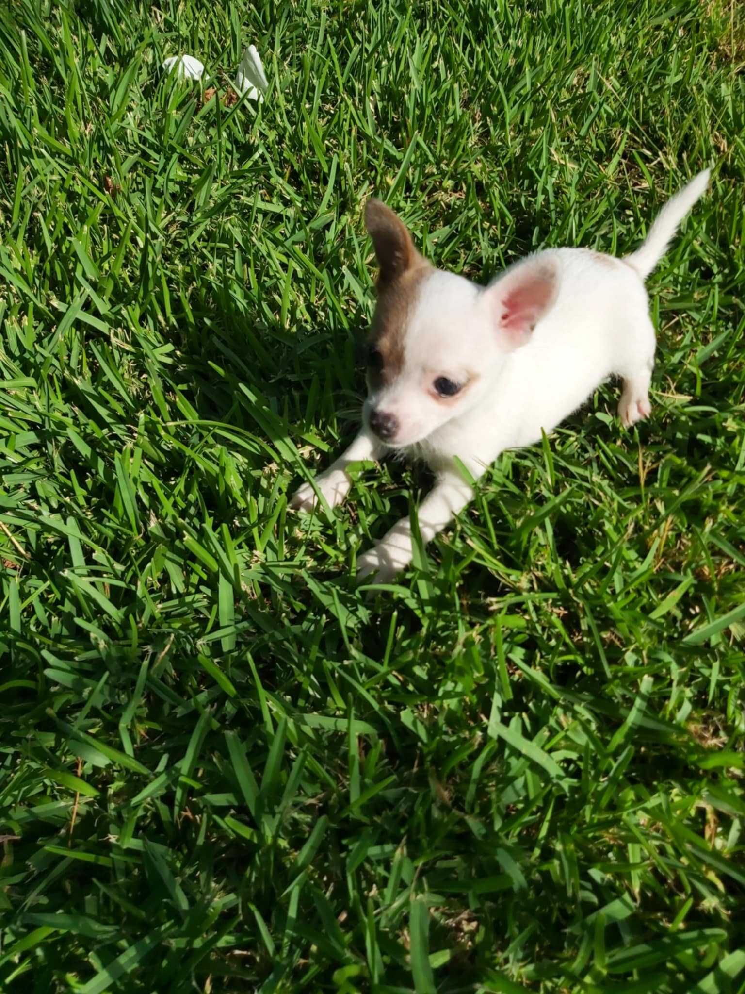 Chihuahua branco macho