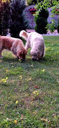 Golden Retriever ZKwP FCI