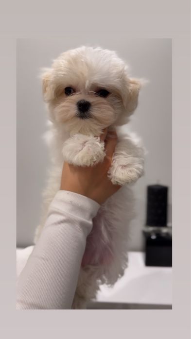 Maltanka z rodowodem - mama medalistka, tata champion Polski