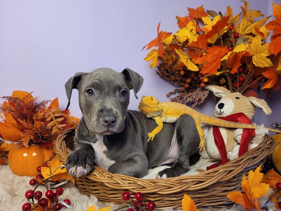 Śliczny piesek Amstaff blue!