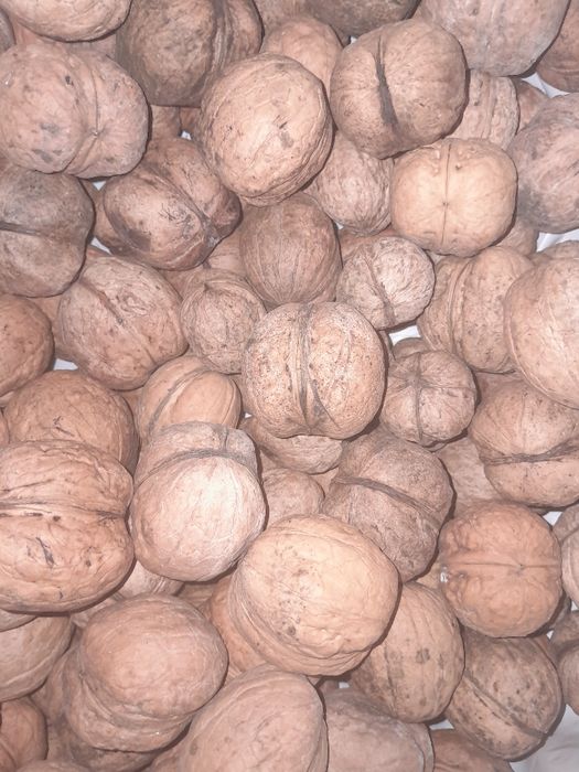 Продаётся грецкий орех