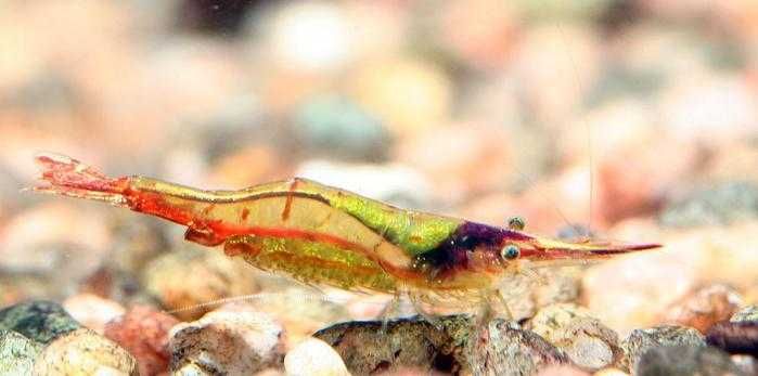 Krewetka Pinokio Red Nose - Caridina gracilirostris - Sklep AKWAREKS