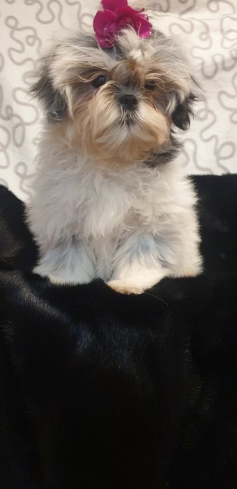 Дівчинка ши-тцу,вік 3 місяці