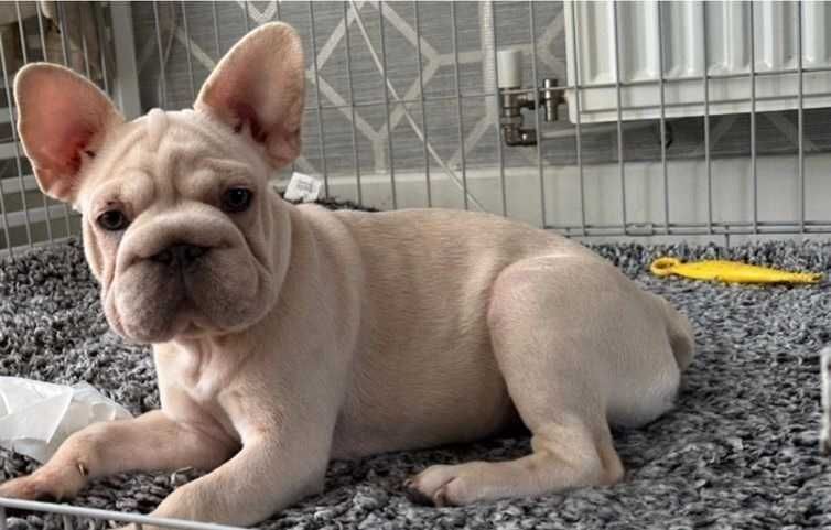 Биг роп біг роп big rope щенки французского бульдога