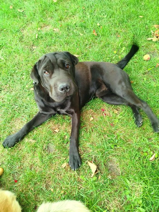 Zaginął Pies Bobi nagroda 3000zł