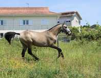 **Poldra 2 anos baia lusitana**