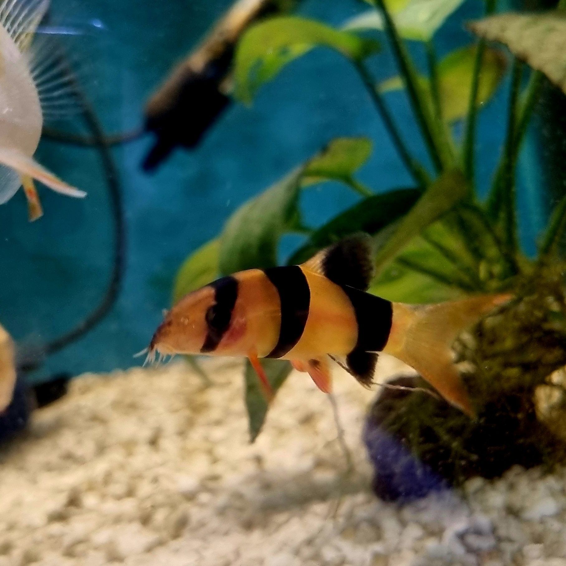 Bocja wspaniała (Chromobotia macracanthus) – 5 cm
