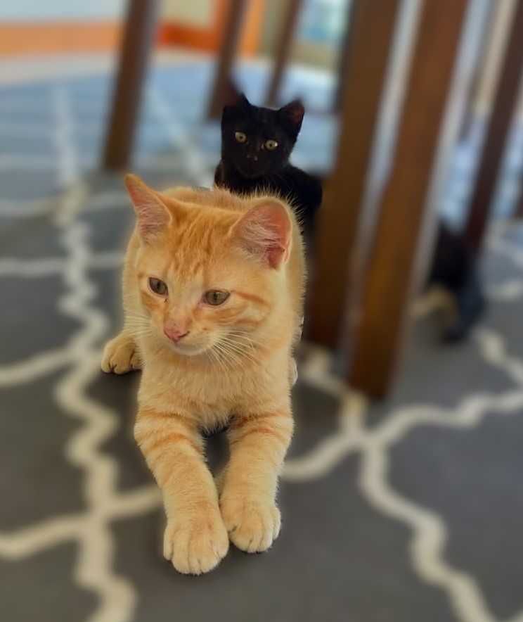 Gatinhos para adoção responsável