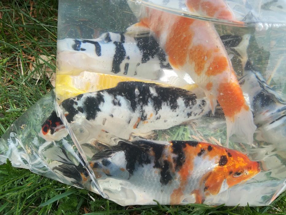 karasie ozdobne ( oczko, staw)