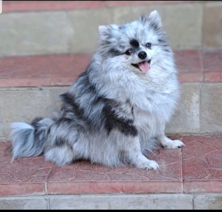 Взрослая девочка померанский шпиц