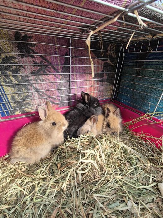 Królik miniaturka króliki