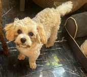 Maltipoo śliczny piesek