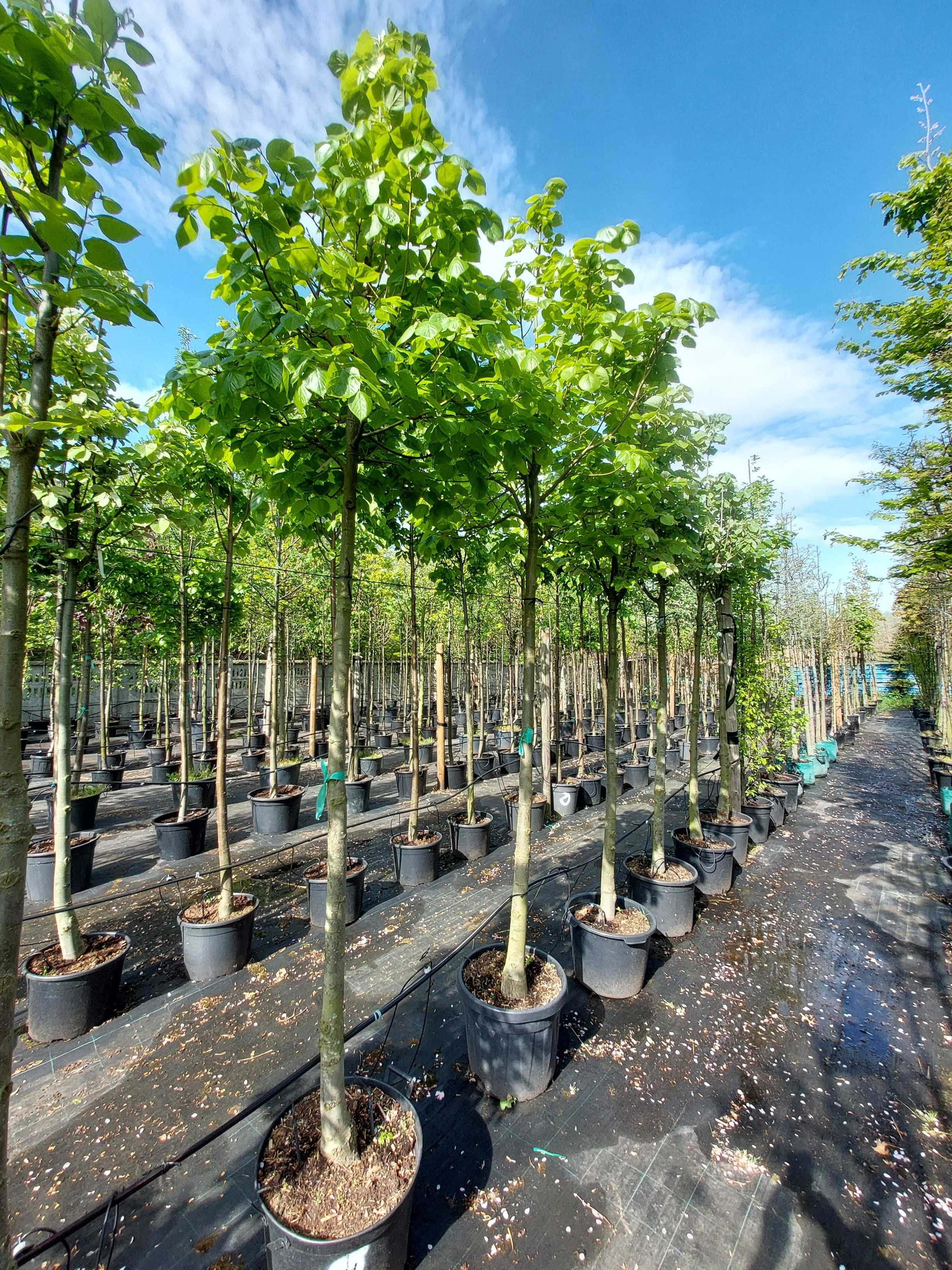 Lipa krymska Tilia euchlora 12-14, 14-16, 16-18