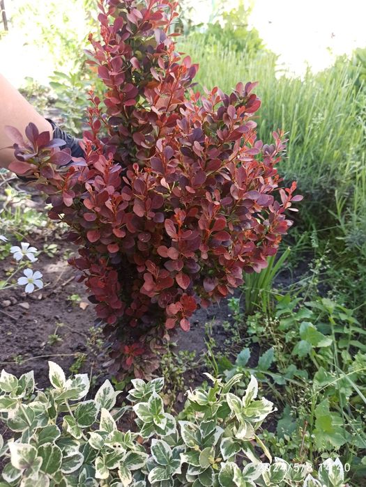 Барбариси Тунберга