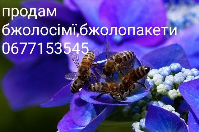 Продам бджолосім'ї