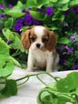 Suczka Cavalier King Charles Spaniel przepiękna blenheim