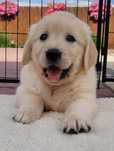 Golden Retriever suczka