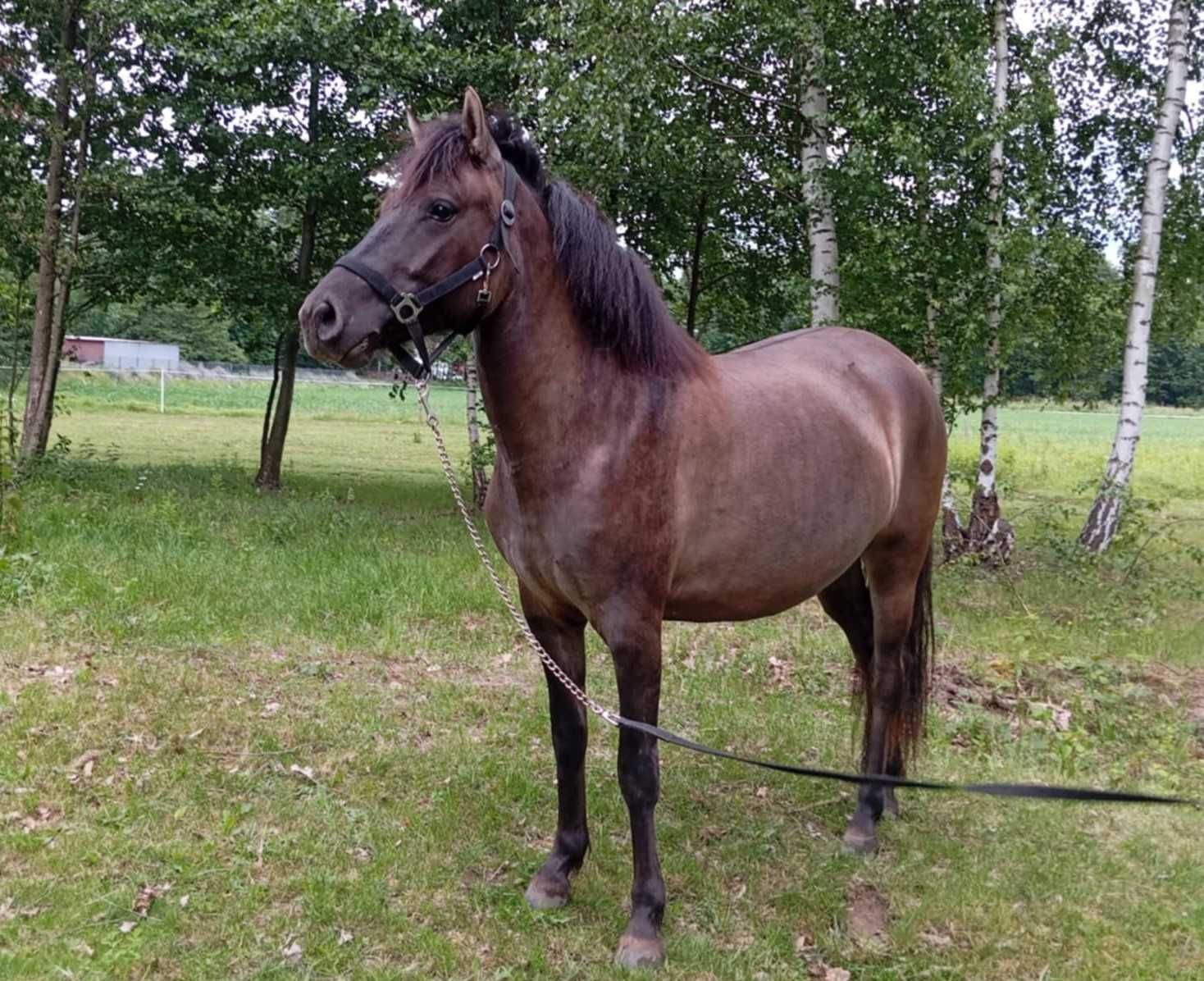 Sprzedam klacz huculską