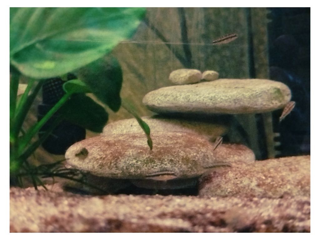 Kribensis "Pelvicachromis pulcher"