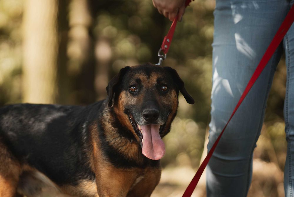 Szefuńcio – rodzinny pies z myśliwskim sercem czeka na swój dom!