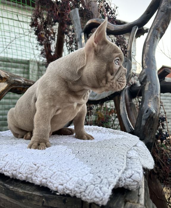 Міні коротенький хлопчик