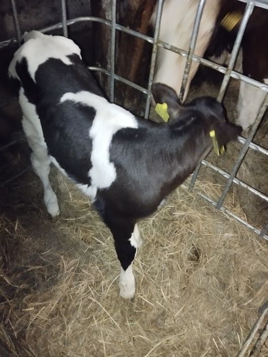 Sprzedam byczki i jałoszki mleczne mieszance bbb i angus