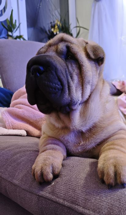 Szczenię sunia  Shar-Pei