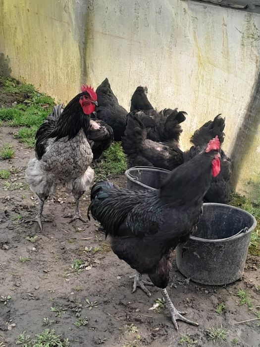 Кури Джерсінський гігант