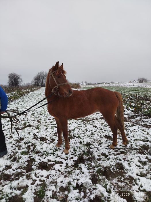 Продається молода кобилка.