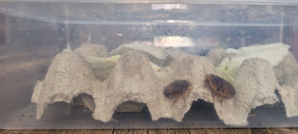 Terrarium + dwa gekony