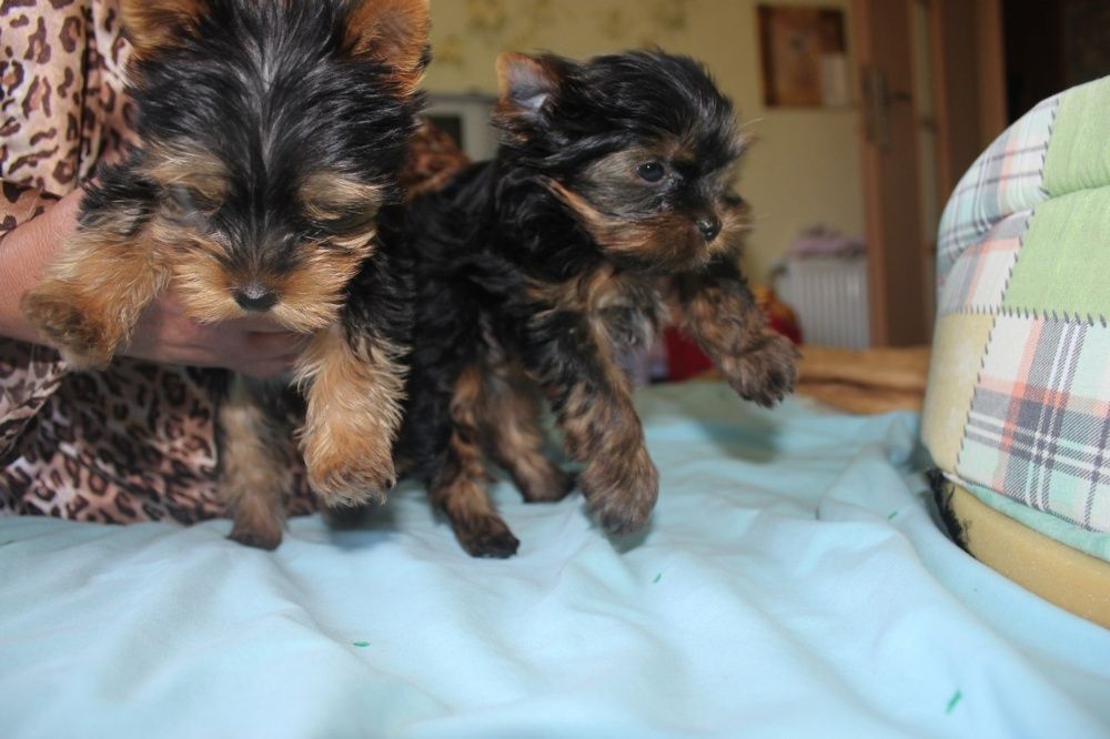 Щенки йоркширского терьера