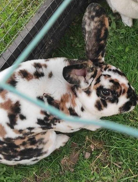 Króliki rexy trójbarwne dalmatyńskie