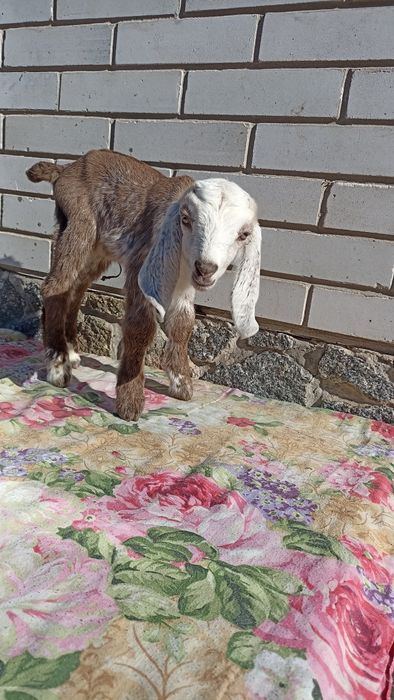 Англонубійський кізки