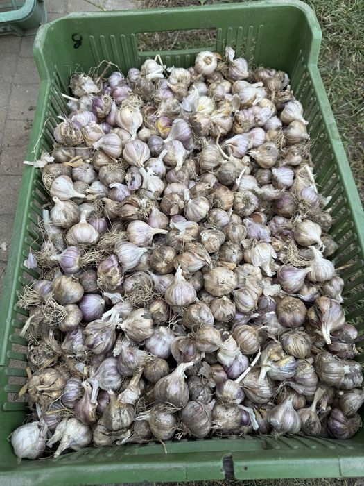 Czosnek przemysłowy