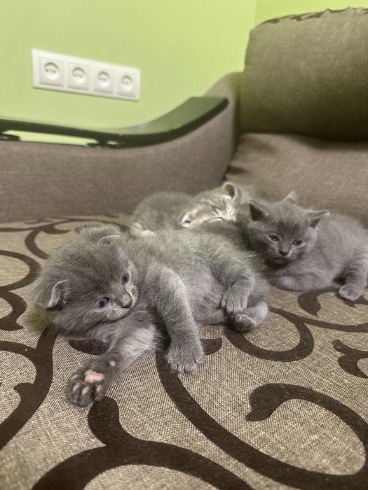 Котики! Сірі кошенята