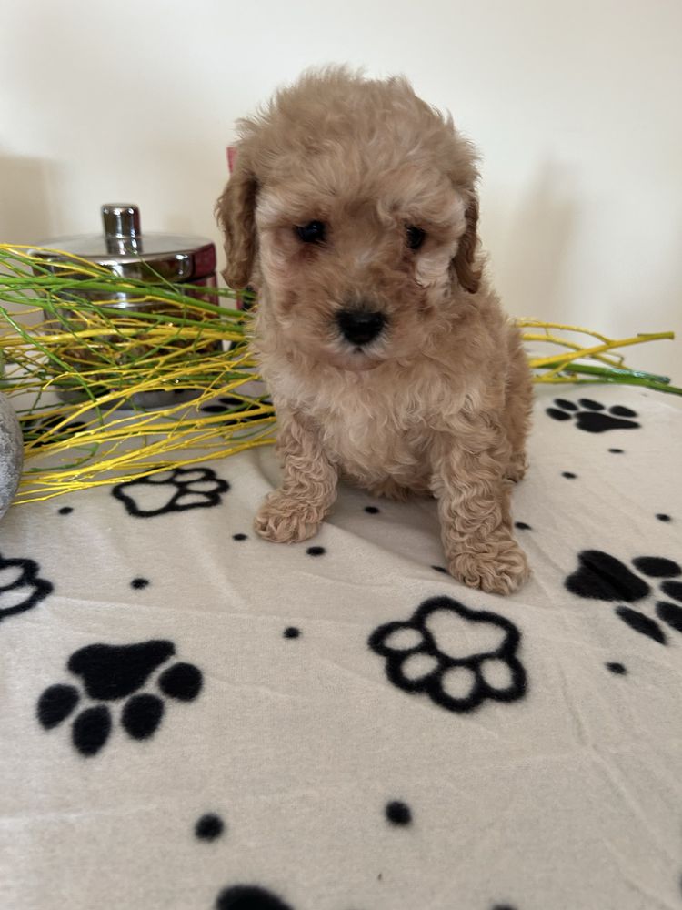 MALTIPOO samczyk