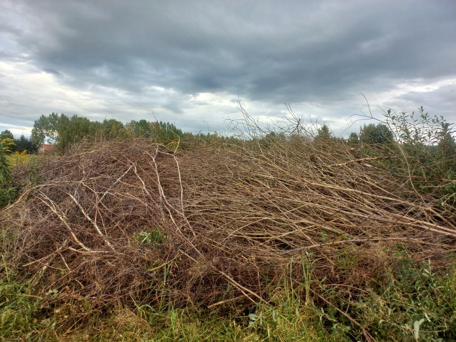 Oddam gałęzie, grubsze i cieńsze na opał, bądź do rębaka