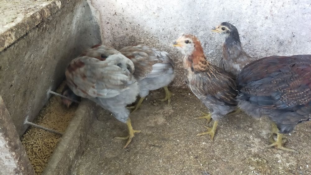 Pintos Araucana - Ovos azuis / verdes