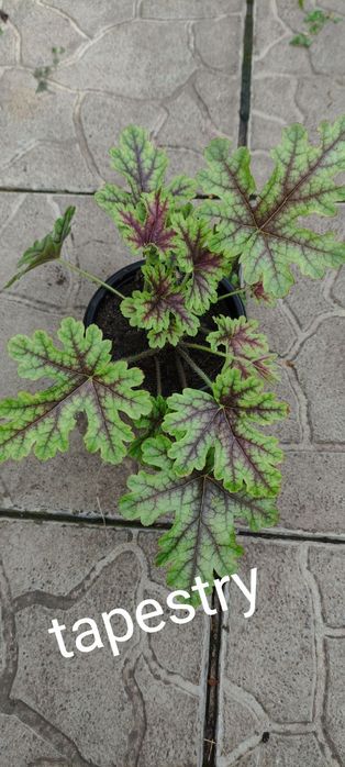 Продам набор растений для тени