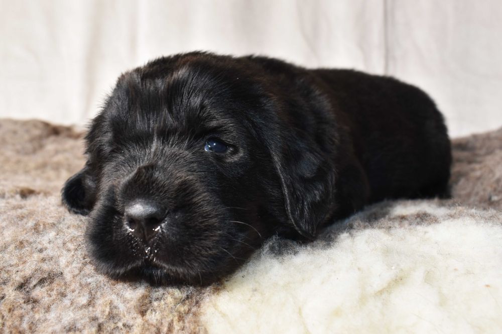 Nowofundland szczenię ZKwP/FCI