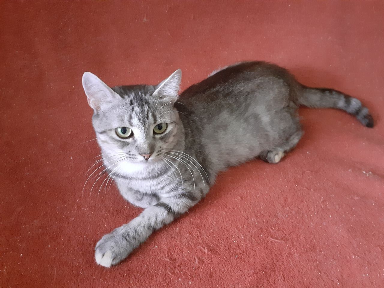 Котята кошенята коты кошки генераторы счастья ждут кого осчастливить!