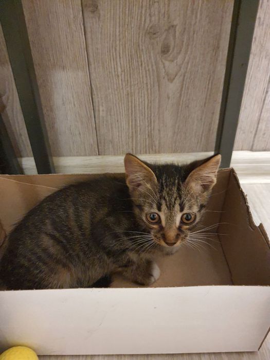 Кошенята 1,5 міс хлопчик та дівчата